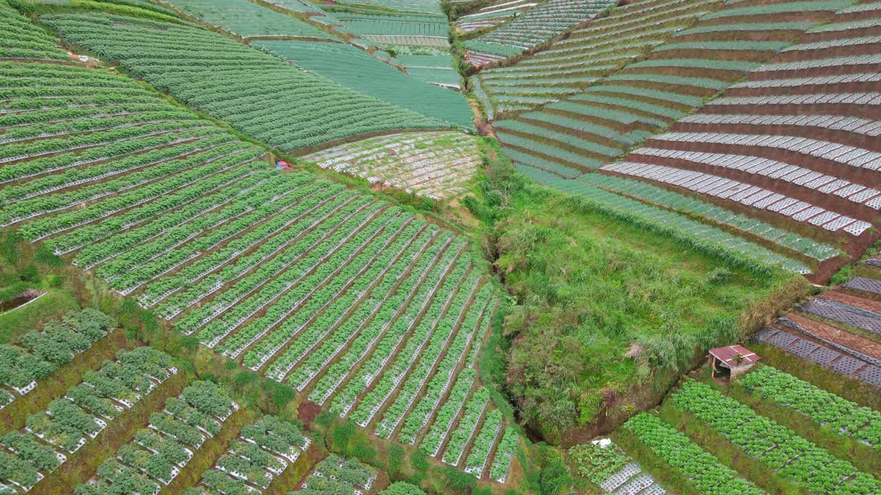 경사진 땅에 있는 농업 분야의 드론 샷 - 야채 농장 위의 플라이