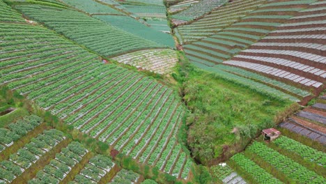 Drone-shot-of-agricultural-field-on-the-sloping-ground---flye-over-vegetable-plantation