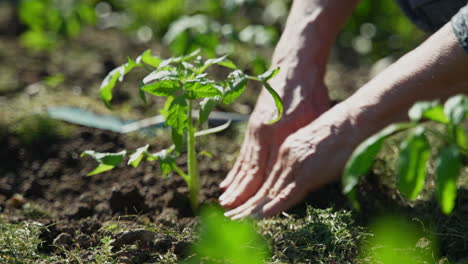 primer plano de las manos cavando el suelo para plantar verduras