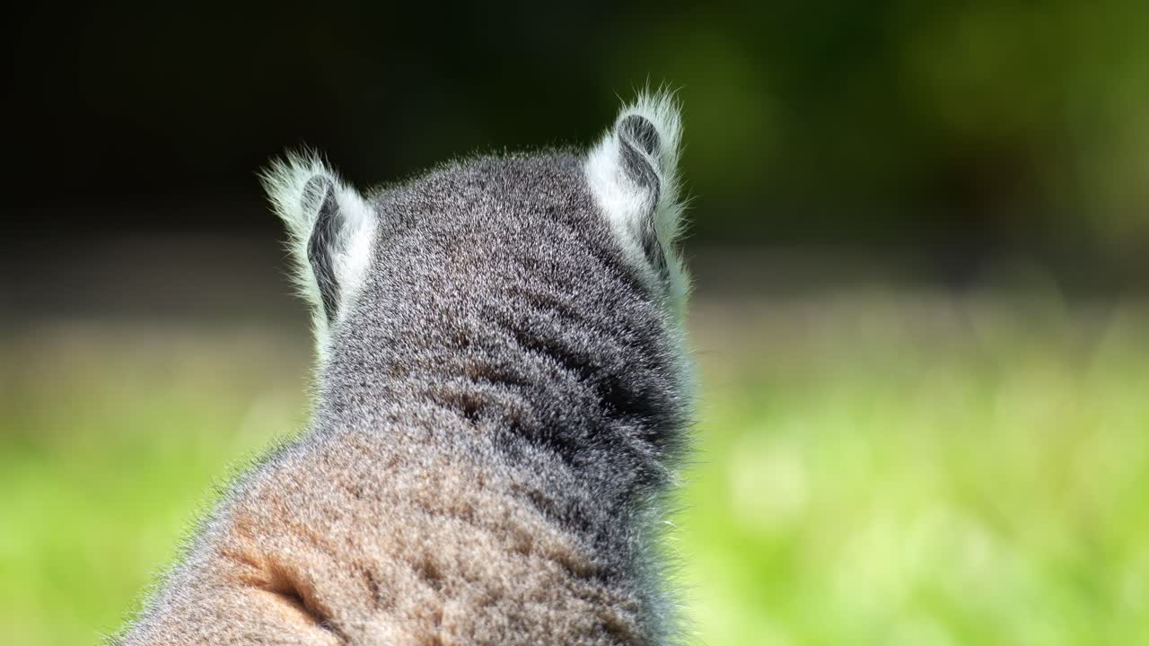 Close-up de um lêmure-de-cauda-anelada (Lemur catta) comendo um pedaço de comida