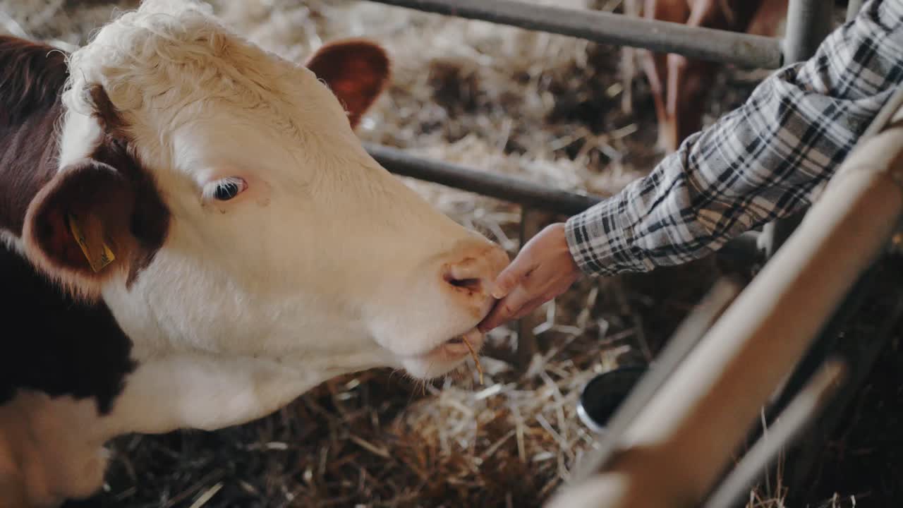 Farmer cuddle a cow and it lick his hand