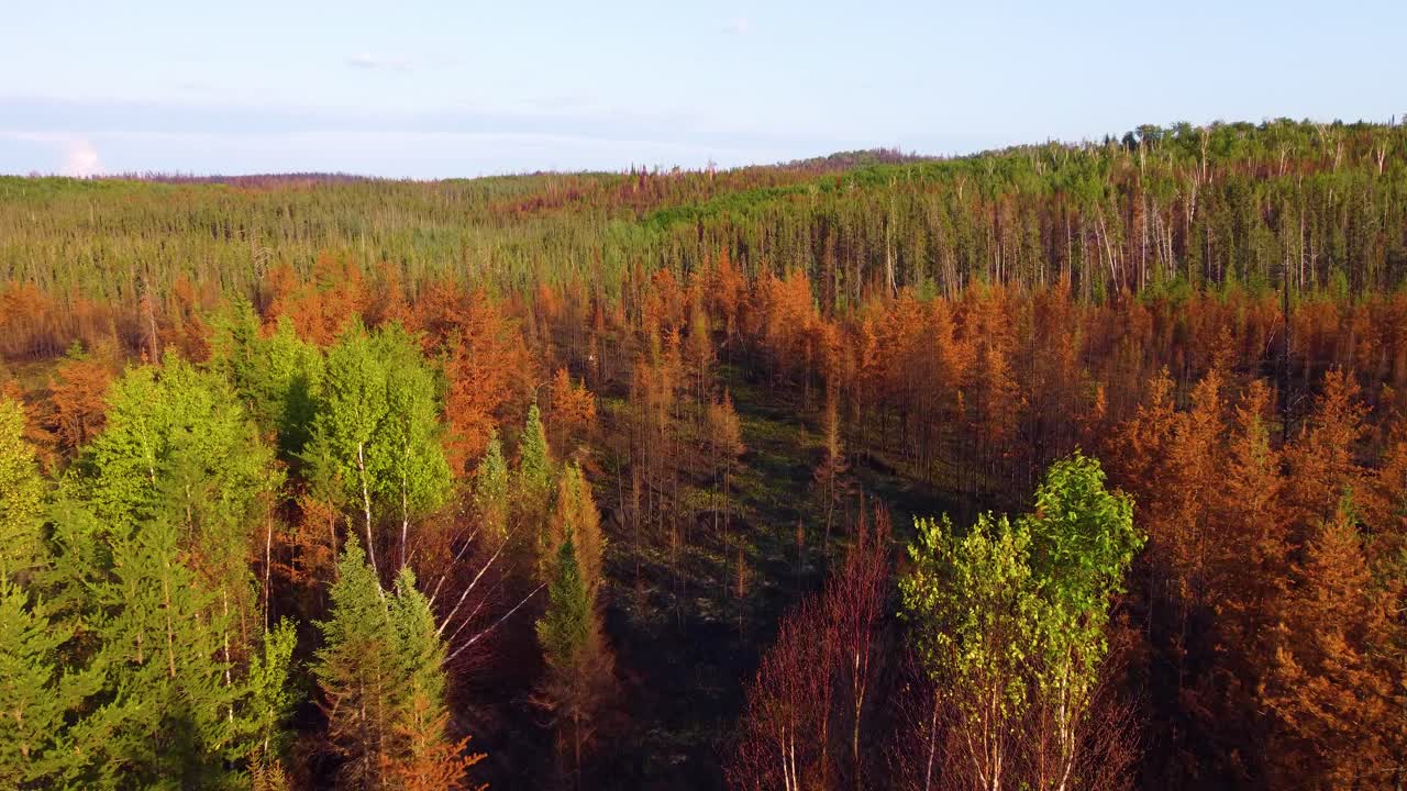 Aftermath Scene Of Forest During Wildfire With Dried Trees And Ashes On Ground Near Lebel-sur-Qu&eacute;villon In Quebec, Canada