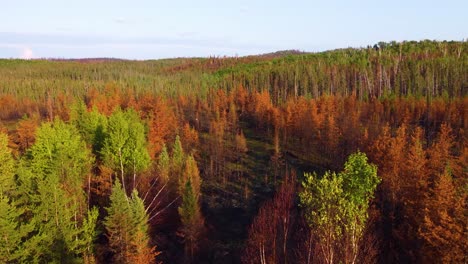 Escena-Posterior-Del-Bosque-Durante-Un-Incendio-Forestal-Con-árboles-Secos-Y-Cenizas-En-El-Suelo-Cerca-De-Lebel-sur-quévillon-En-Quebec,-Canadá