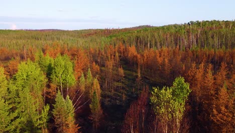 escena posterior de un bosque durante un incendio con árboles secos y cenizas en el suelo cerca de lebel-sur-quevillon en quebec, canadá