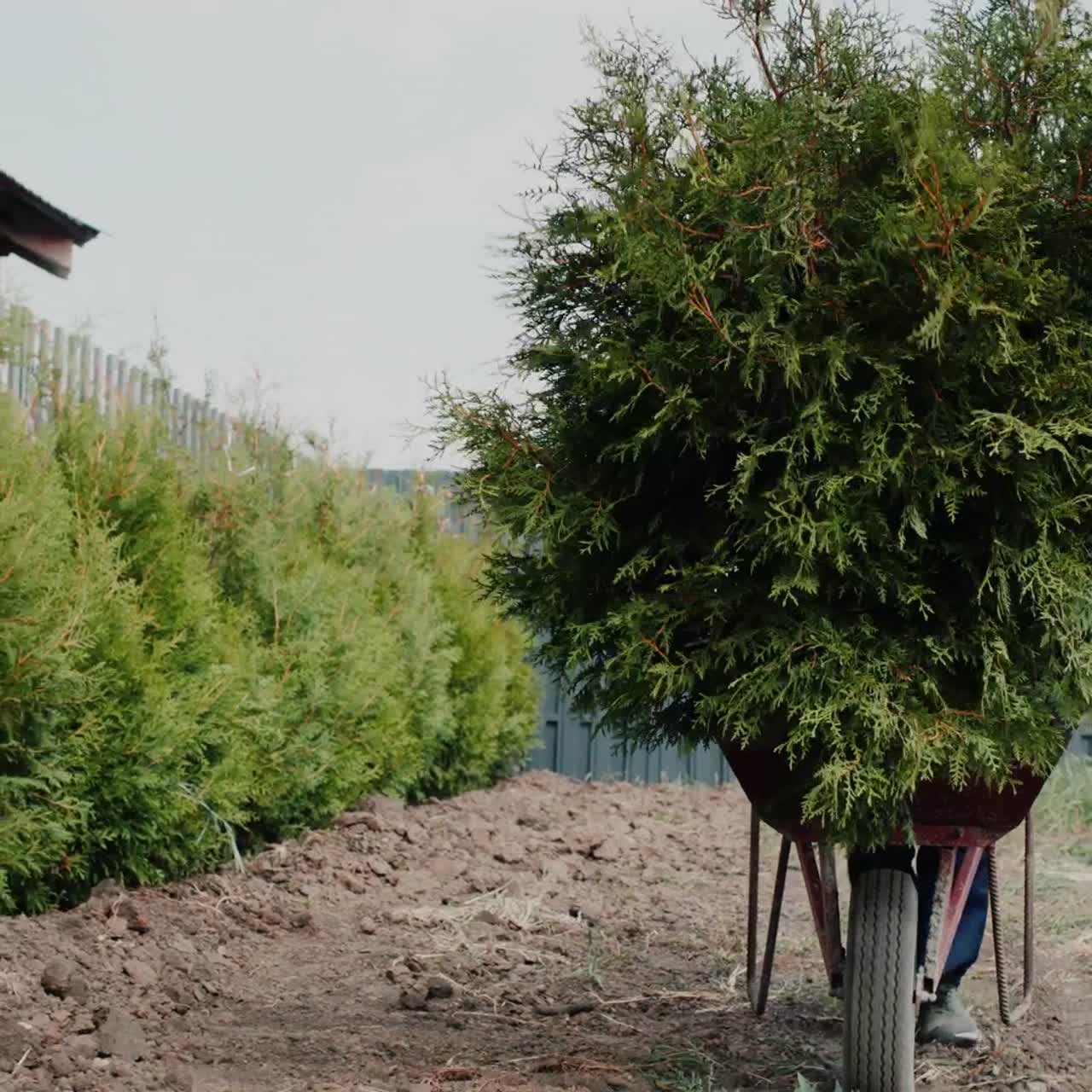 рабочий перевозит саженцы на тачке 6