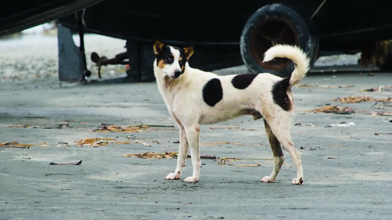 un perro callejero blanco con manchas negras caminando en cámara lenta en la zona de playa de arena en kuakata, bangladesh