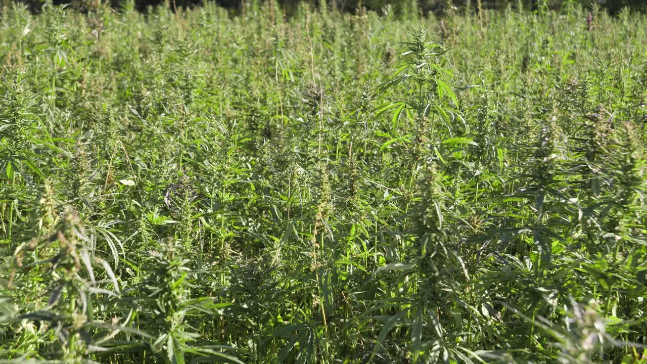 Grønt og tæt industrielt hampfelt i dagslys, svajer i let brise