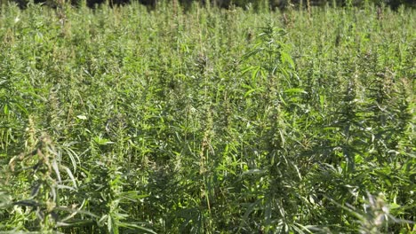 Green-and-dense-industrial-hemp-field-in-daylight-swing-in-light-breeze