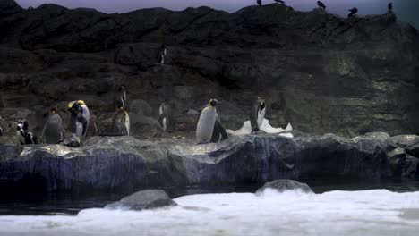 un grupo de pingüinos gentoo de pie con unas alas batiendo en la exposición penguin cove en el zoológico bird paradise en singapur