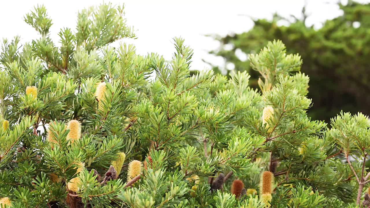 A tranquil view of a bottlebrush tree with vibrant foliage and flowers, captured in natural daylight along Australia's Great Ocean Road