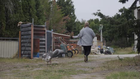 slow motion shot of a woman being chased by a geese flapping its wings