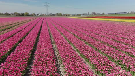 Ausleger-Von-Tulpenreihen-In-Einem-Wunderschönen-Feld