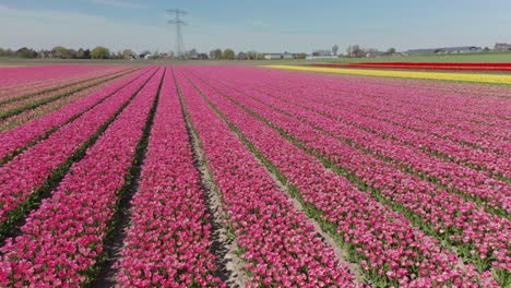 abajo de filas de tulipanes en un hermoso campo