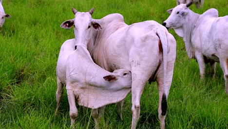 Adorable-Nelore-Calf-Suckling-From-It’s-Loving-Mother,-Brazil