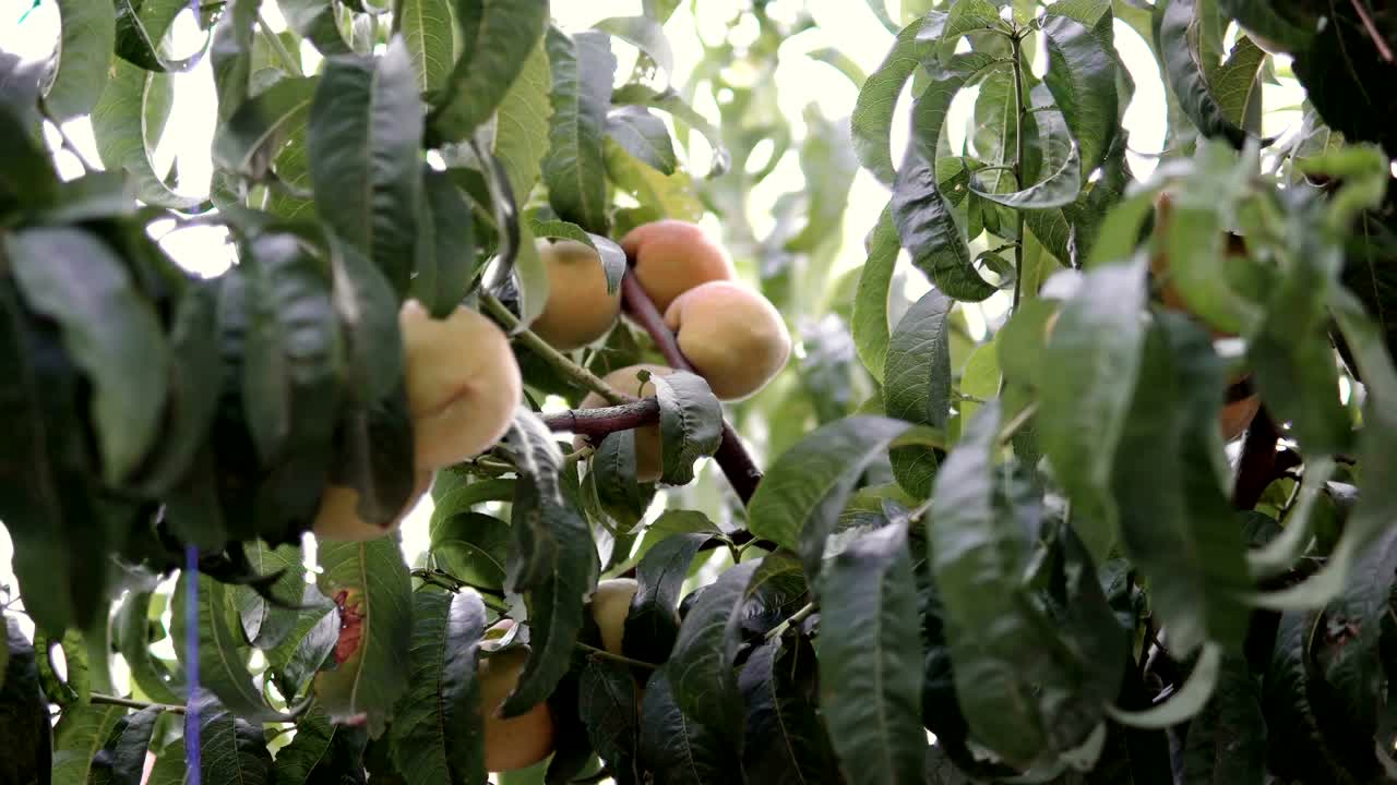 Albero di pesco fresco con frutti in fase di sviluppo