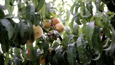 fresh peach tree with fruits  in development phase