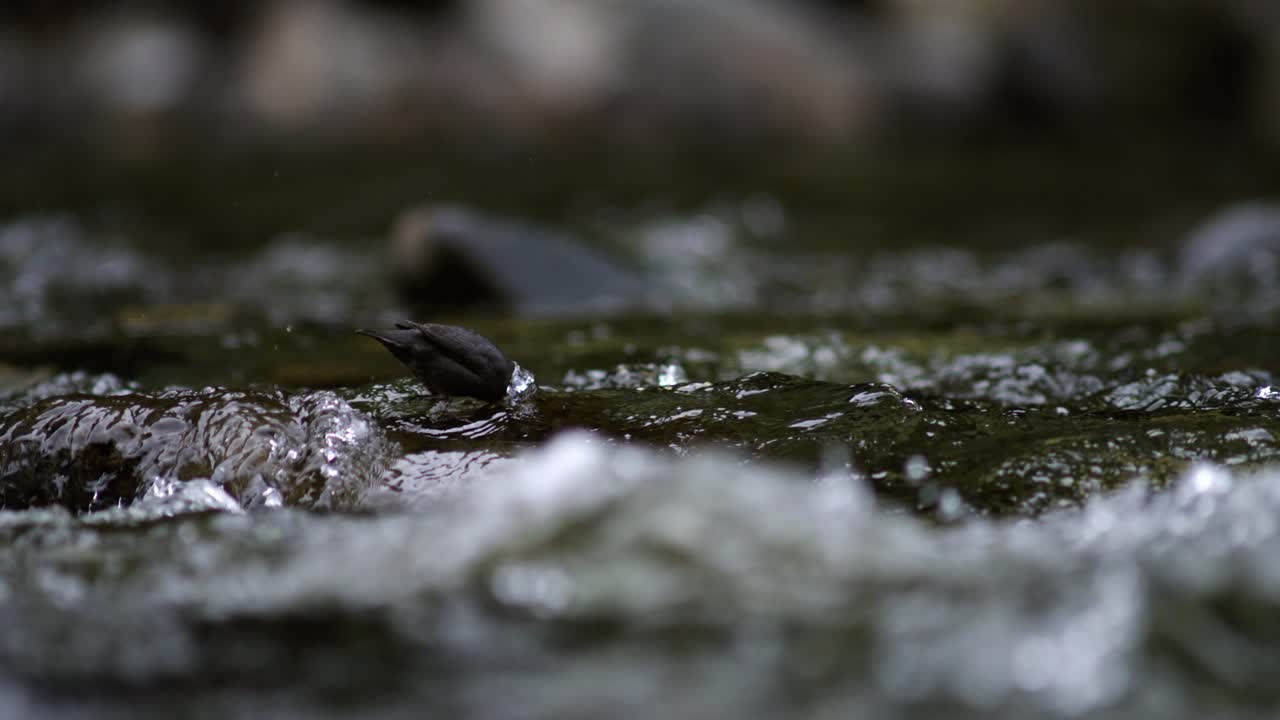 An American dipper bird forages for aquatic insects in a mountain stream in slow motion.