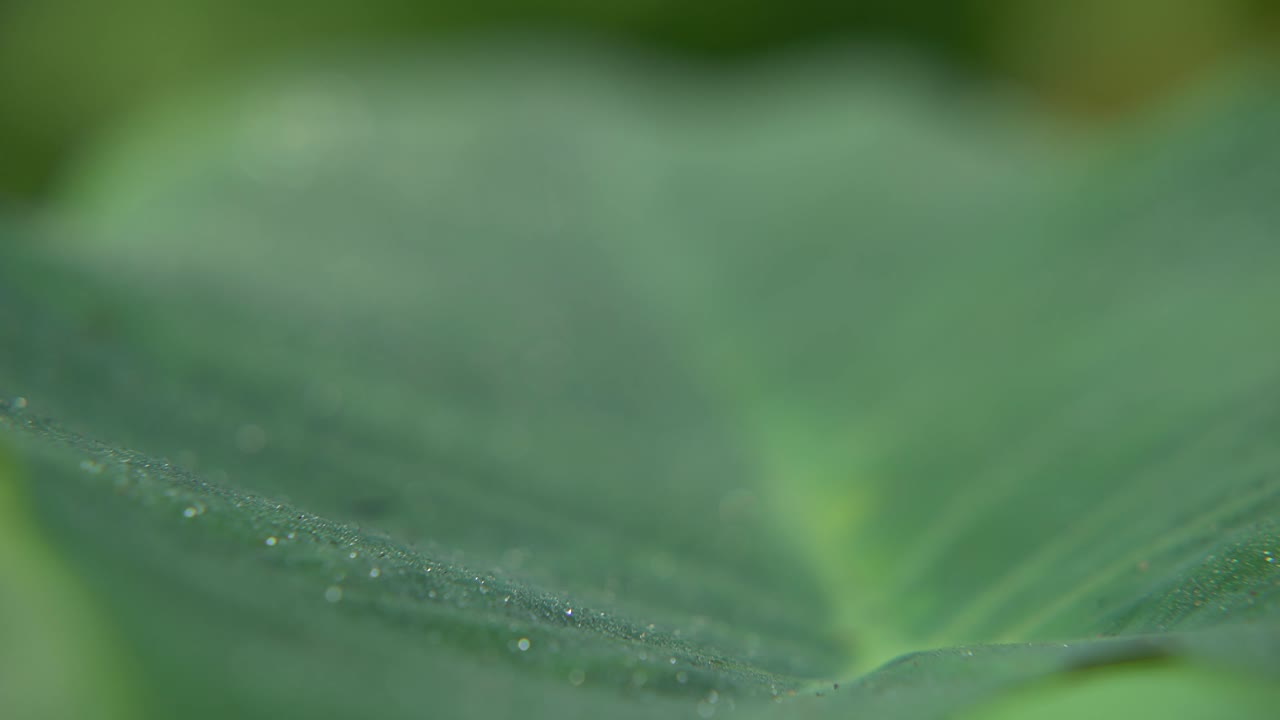 las gotas de rocío caen sobre las hojas de los árboles en invierno
