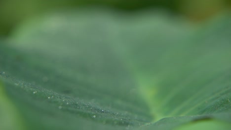 dew drops fall on the leaves of the trees in winter