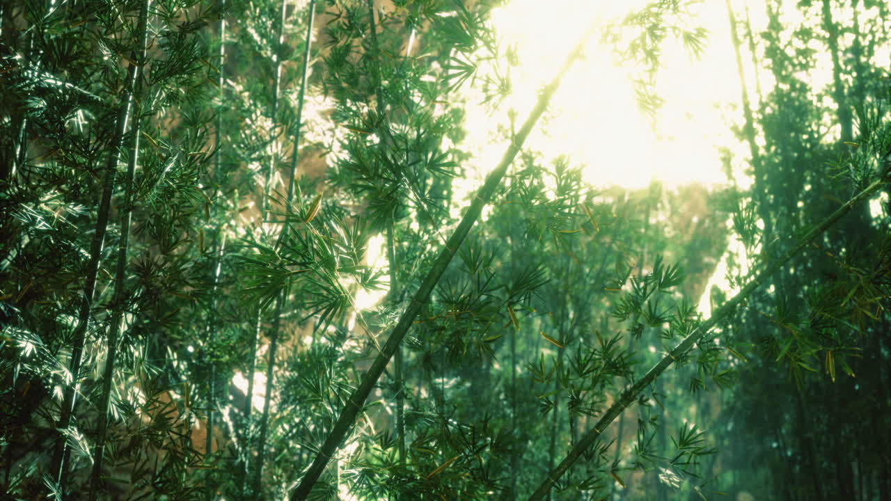 Lush green bamboo forest with sunlight filtering through the leaves in nature