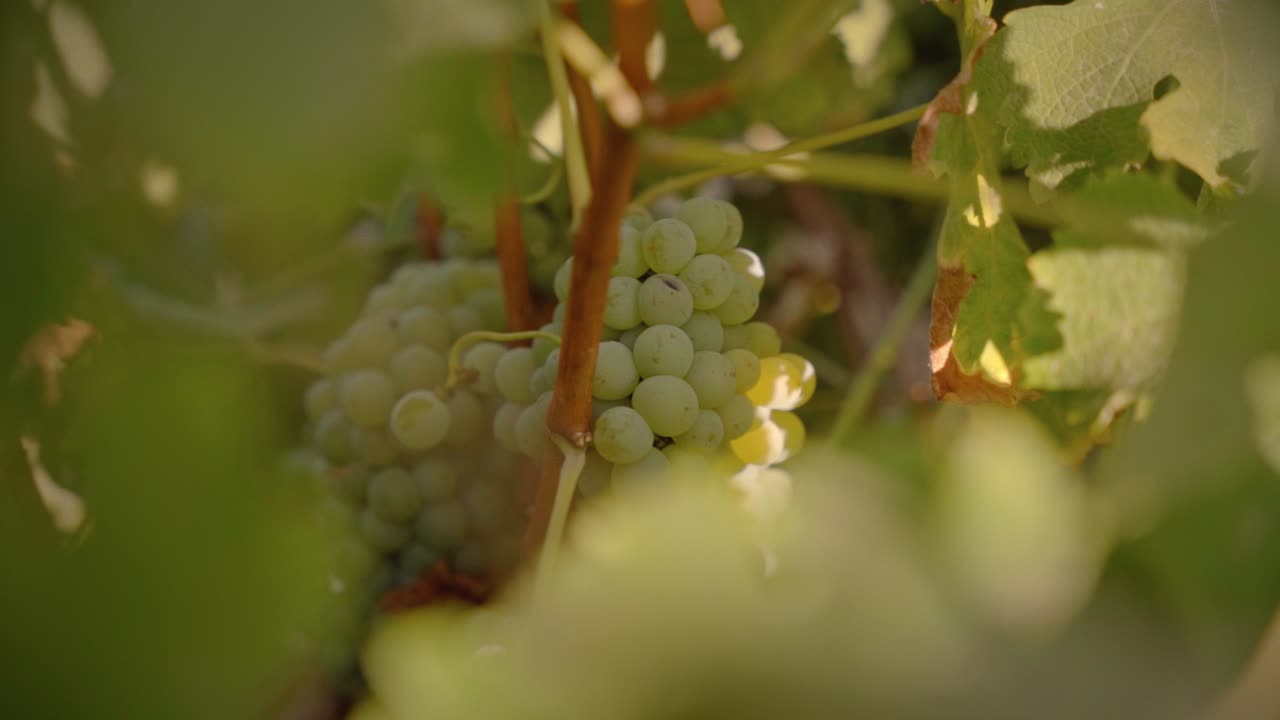 uvas blancas rodeadas de viñas primer plano