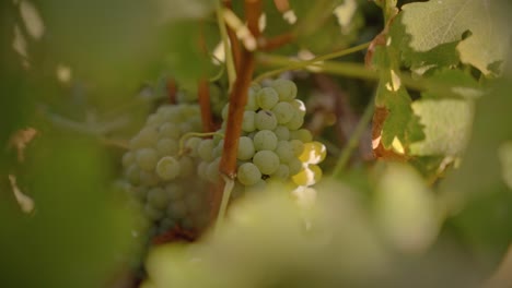 White-grapes-sorrounded-by-vines-close-up-shot