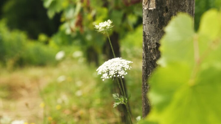 un fiore nella vigna