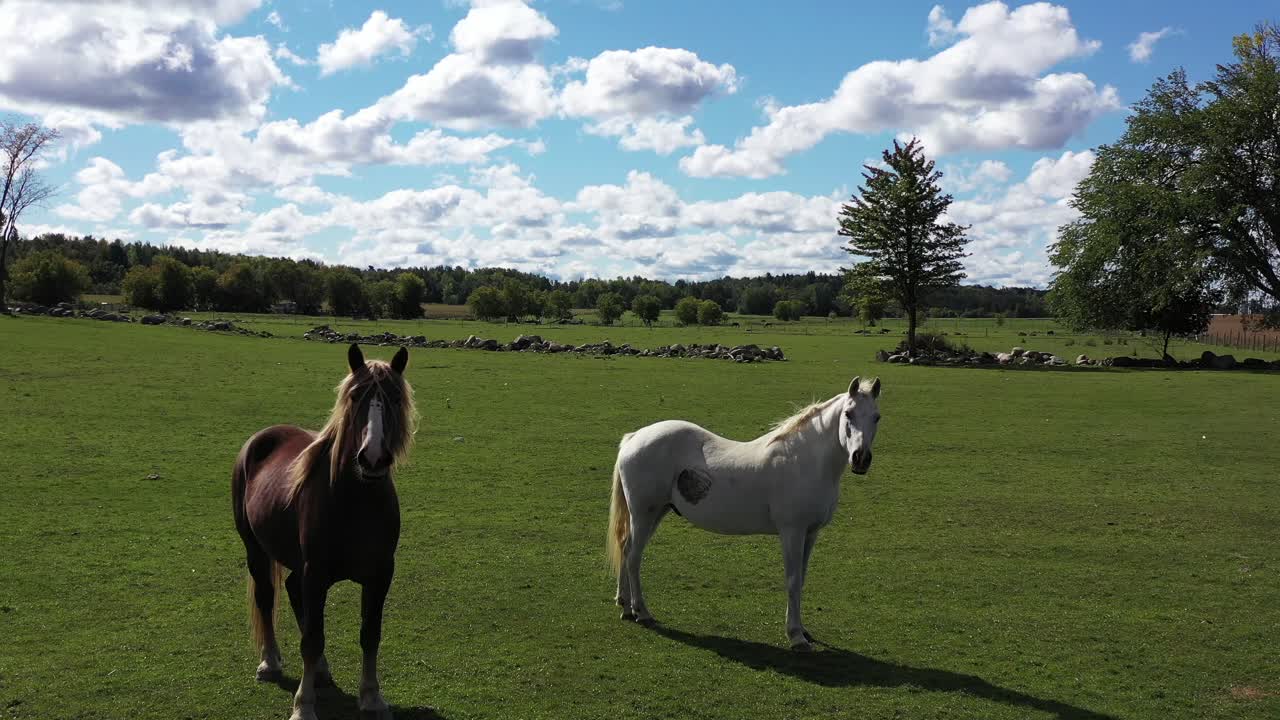 two beautiful horses in pasture fly by low