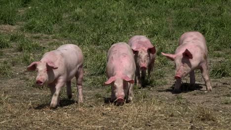 pigs breeding outdoors, bio, food