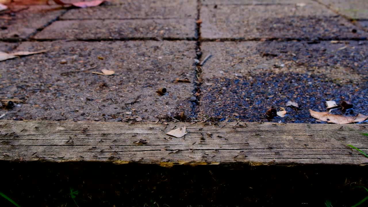 Pest ant nest on house patio deck