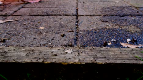 pest ant nest on house patio deck
