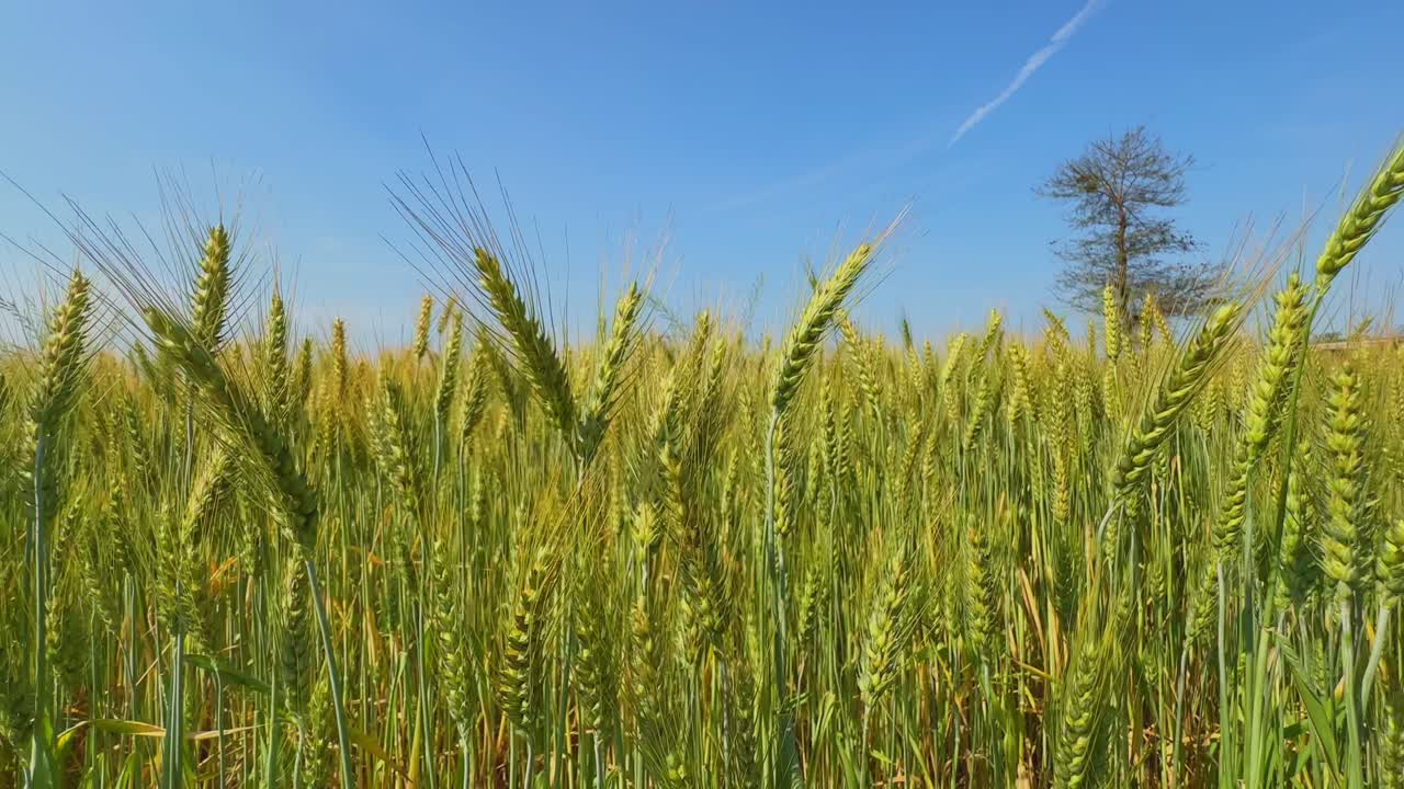 Jämn följebild över ett frodigt grönt vetefält med upprättstående ax och fina borst, starkt solljus och klarblå himmel som förstärker djupet och de naturliga texturerna hos växande grödor.