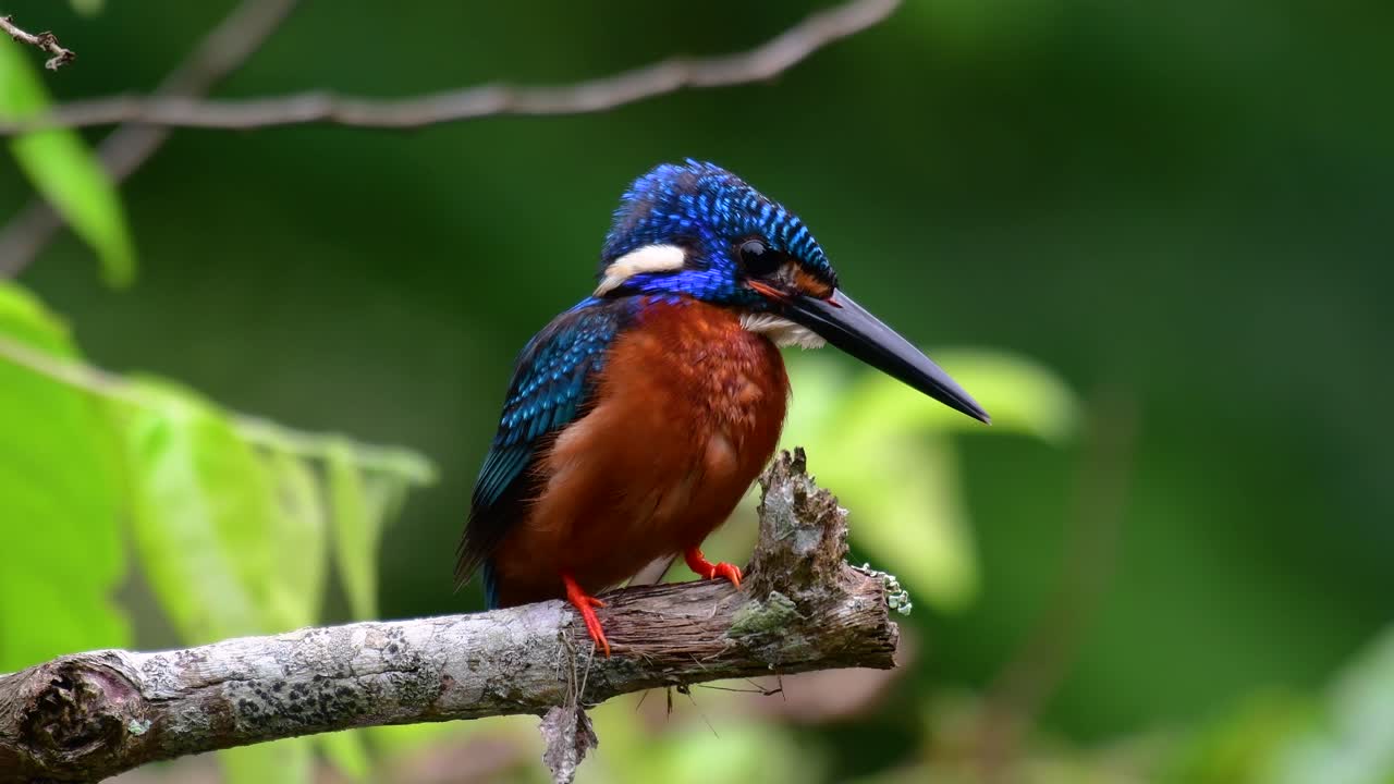 el martín pescador de orejas azules es un pequeño martín pescador que se encuentra en tailandia y es buscado por los fotógrafos de aves debido a sus hermosas orejas azules, ya que es una pequeña, linda y esponjosa bola de plumas azules de un pájaro