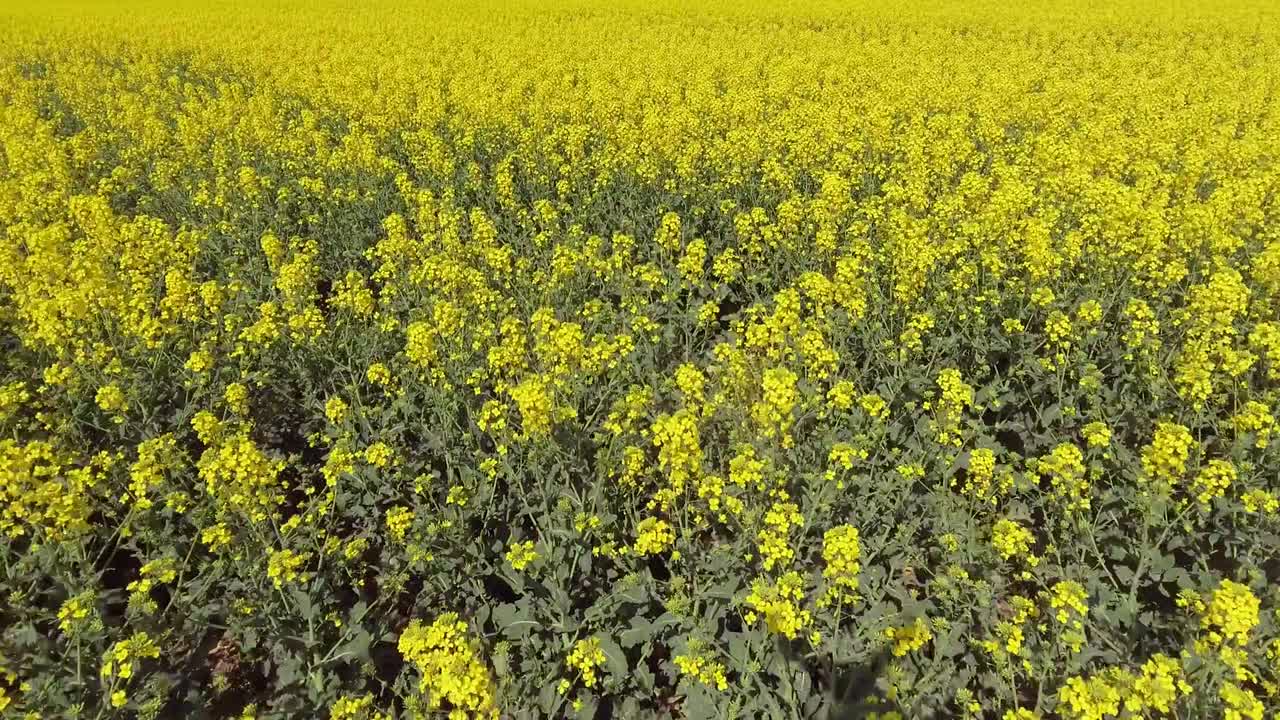 은 날 에 카놀라  의 공중 풍경