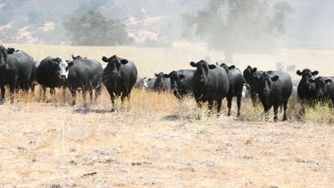 la cámara hace una panorámica mientras las vacas preñadas se acercan progresivamente