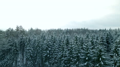 Amplia-Toma-Aérea-Ascendente-Sobre-Un-Hermoso-Bosque-De-Coníferas-Durante-Un-Día-Helado-En-Invierno