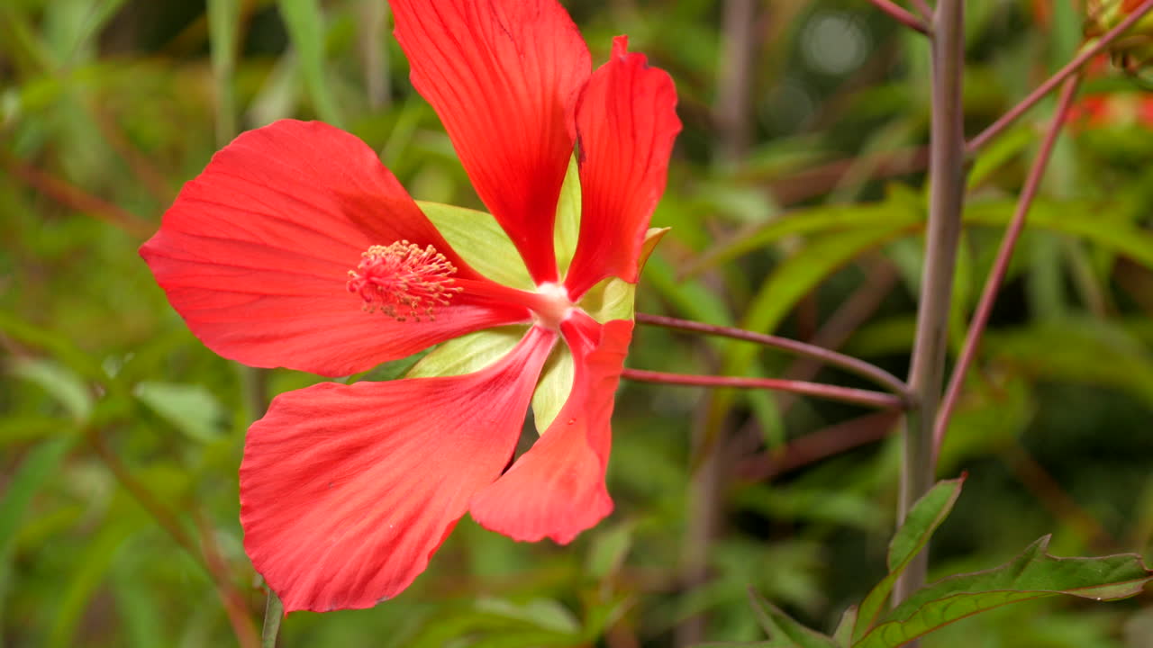dahlia mador flor roja y amarilla en plena floración en un jardín