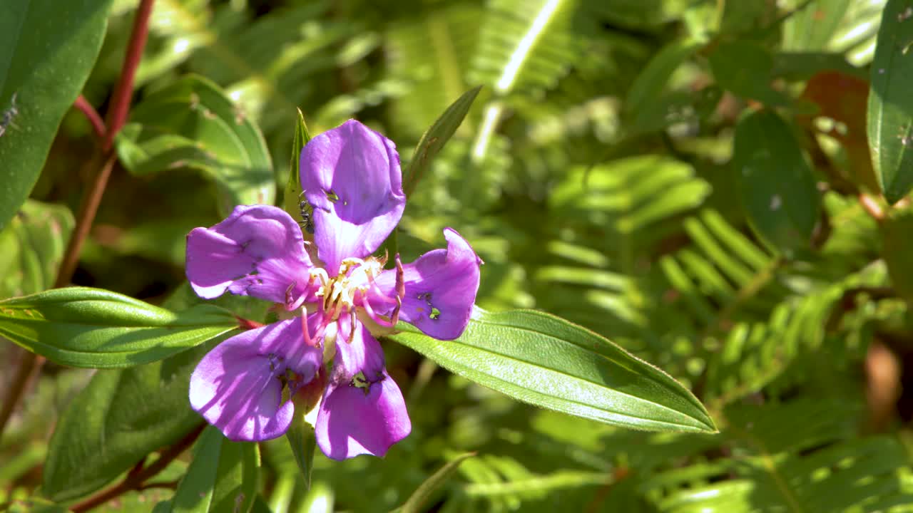 Un vivace fiore selvatico viola che oscilla dolcemente sotto la luce solare intensa su uno sfondo verde lussureggiante