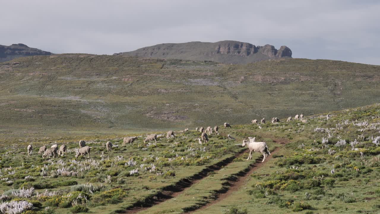 언덕이 많은 녹색 초원을 통해 흙길을 가로질러 다친 흰 숫양 절뚝거림