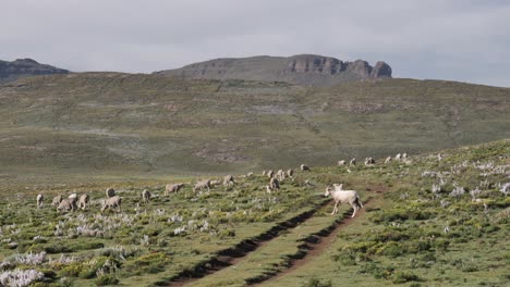 Verletzter-Weißer-Widder-Hinkt-über-Feldweg-Durch-Hügelige-Grüne-Wiese