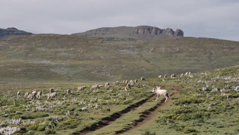 el carnero blanco herido cojea por un camino de tierra a través de un prado verde montañoso