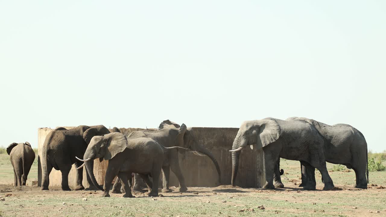 A huge herd of African elephants standing and drinking from a reservoir in Kruger National Park.