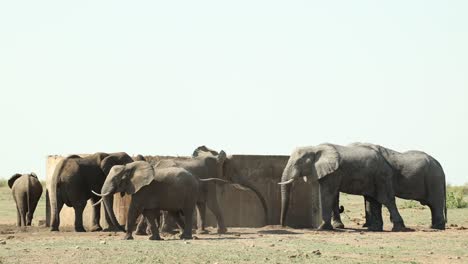 a huge herd of african elephants standing and drinking from a reservoir in kruger national park.