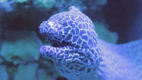 A-close-up-view-of-A-view-of-the-Moray-open-and-close-their-mouths-to-move-water-through-their-gills-for-respiration-having-blue-check-design-fish-in-the-sea