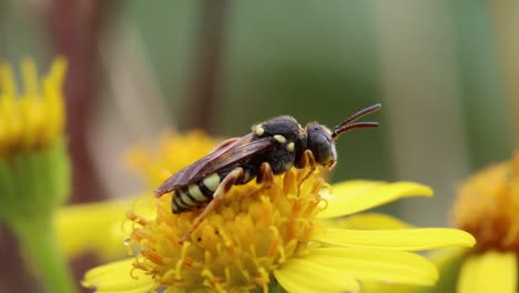 closeup of a solitary wasp resting on a bright yellow ragwort flower in late summer