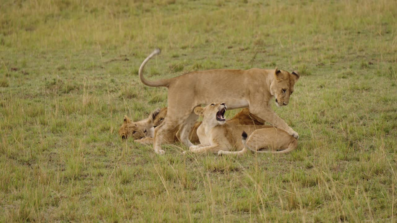 een gladde opname van een leeuwin die zich bij andere leeuwinnen voegt die in hun trots liggen