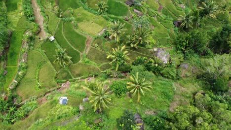 Vista-Aérea-Del-Campo-De-Terrazas-De-Arroz-De-Indonesia-Tomada-De-Una-Cámara-De-Drones