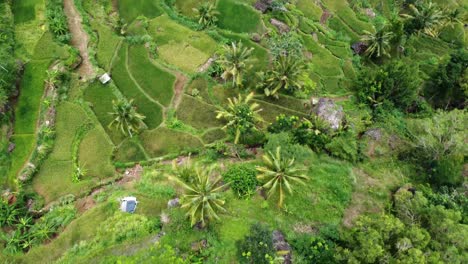 vista aérea del campo de terrazas de arroz de indonesia tomada de una cámara de drones