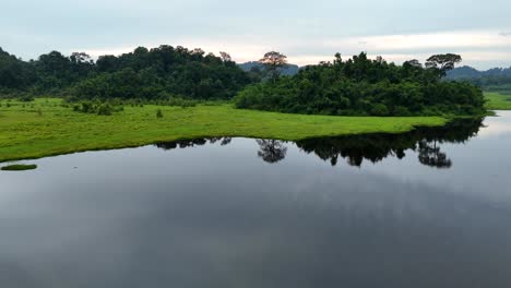 swamp in the tropical rain forest of vietnam