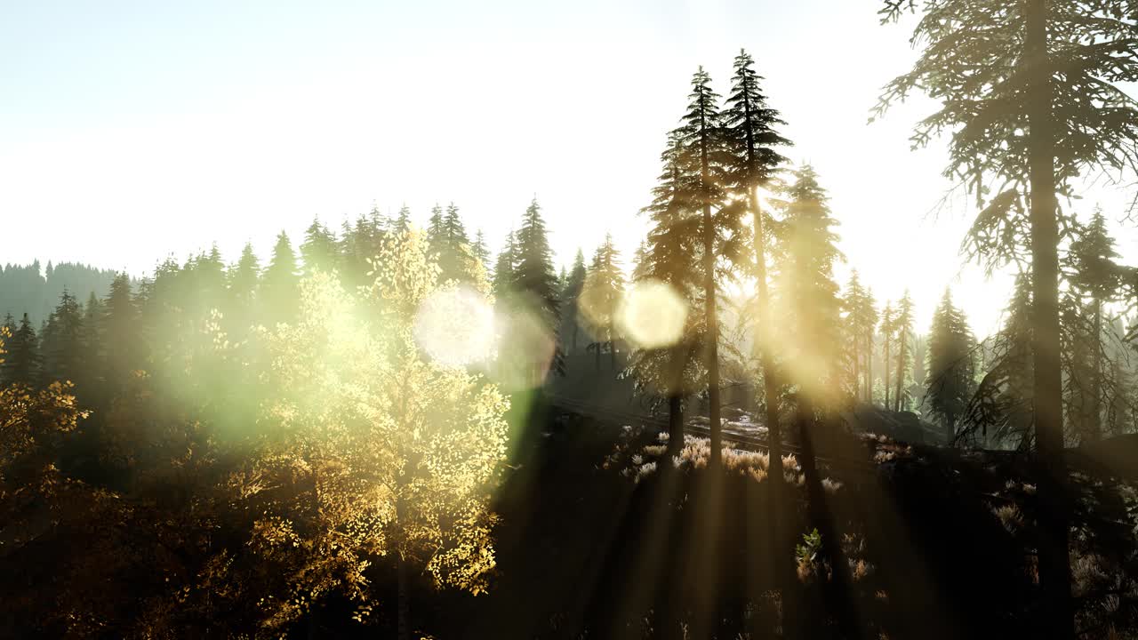 나무들을 가로지르는  ⁇ 빛